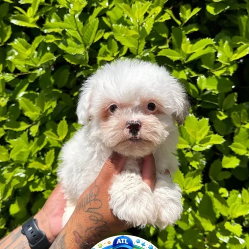 Maltipoo
