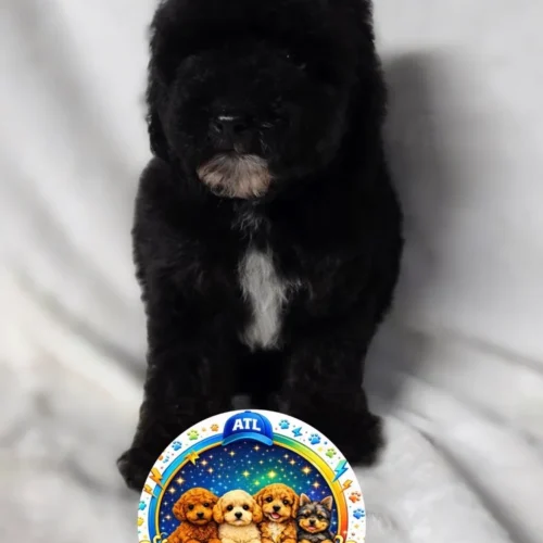 Toy poodle🎀
