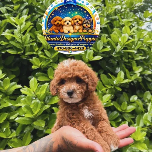 Cavapoo🧸