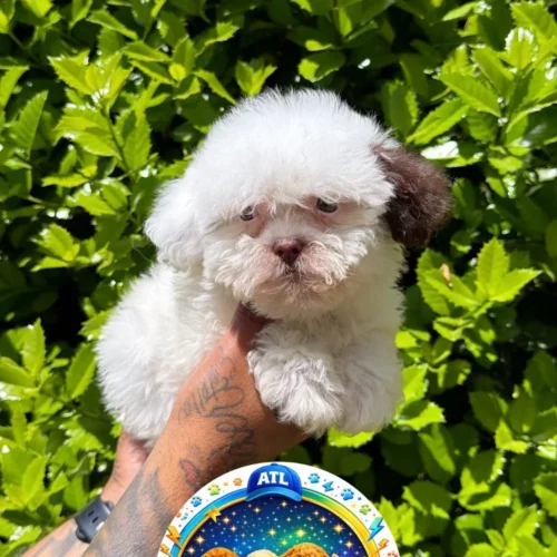 Maltipoo