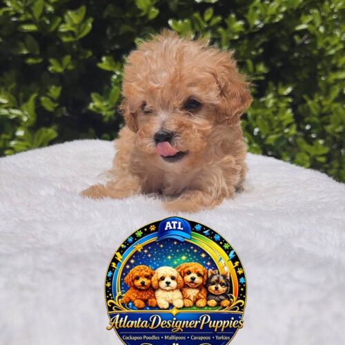Toy Poodle