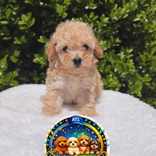 Toy Poodle