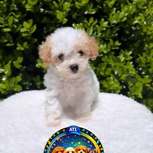 Toy Poodle