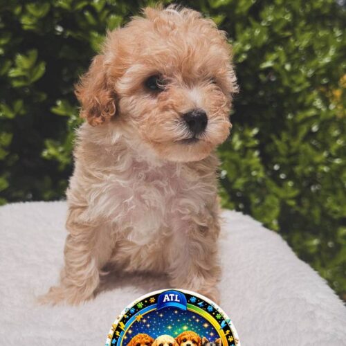 Toy Poodle