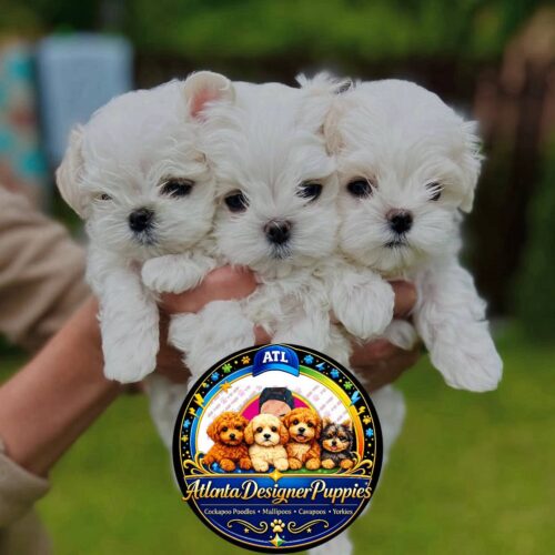 Tiny Maltese