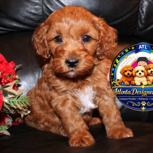 Cavapoo
