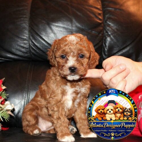 Cavapoo