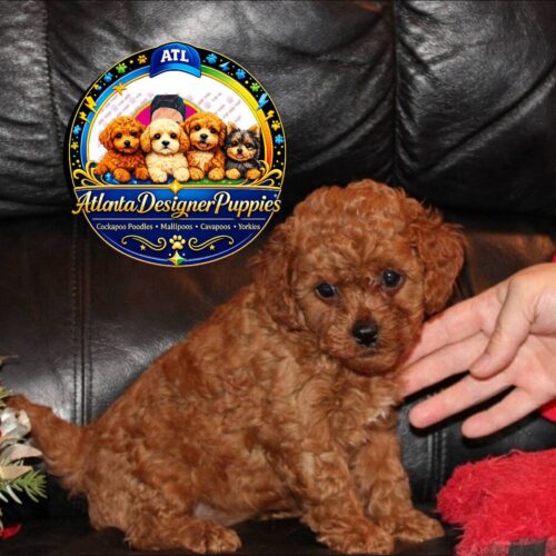 Maltipoo