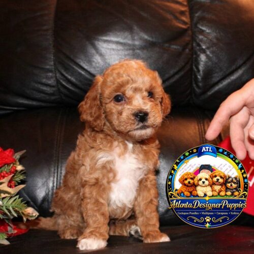 Cavapoo