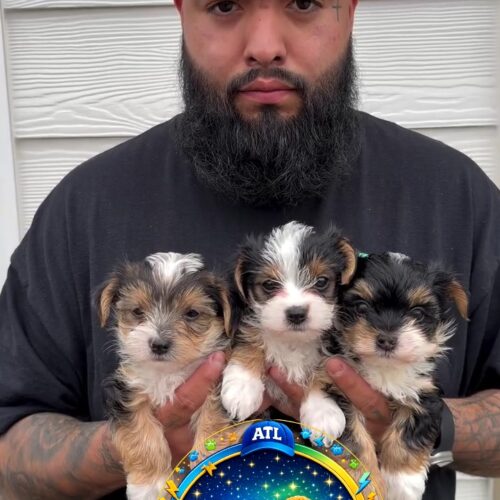 Yorkie